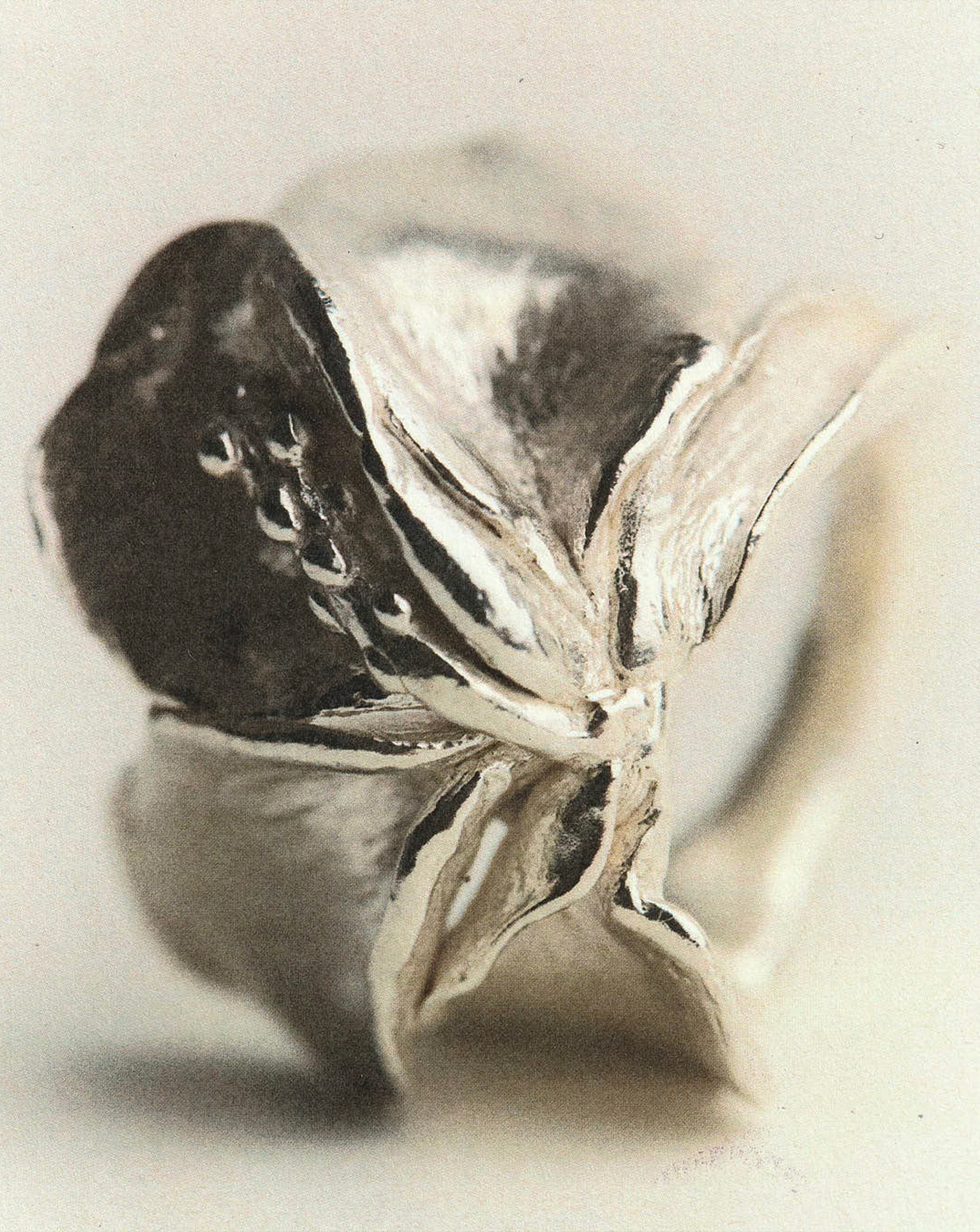 Jeannette - Silver